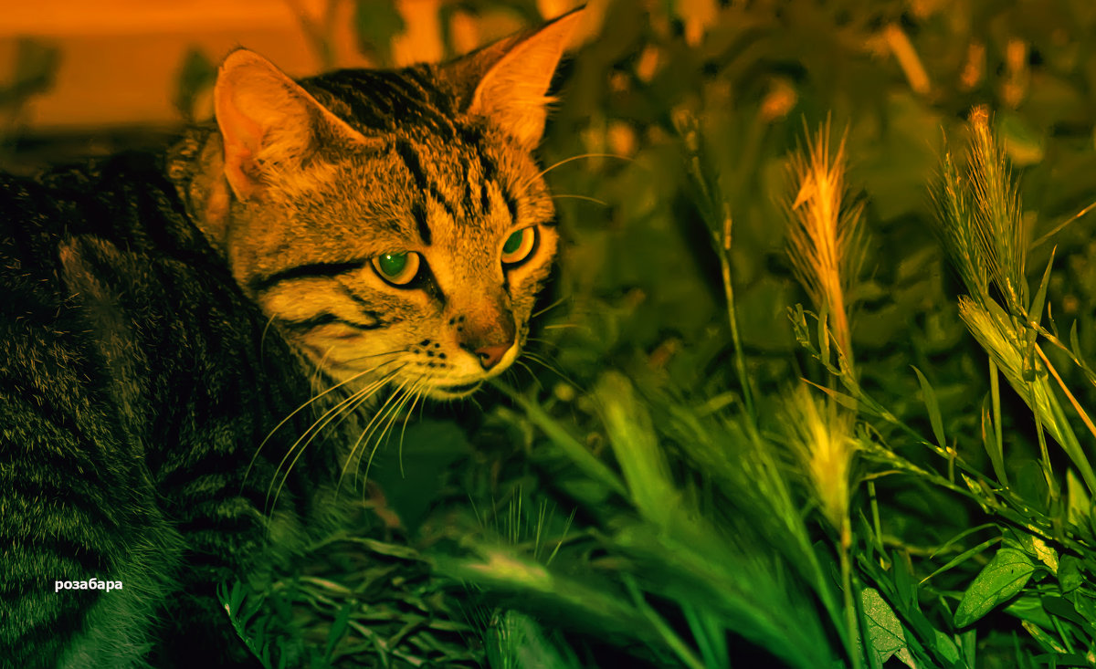 Сальво солнечный котёнок - Ксения Забара