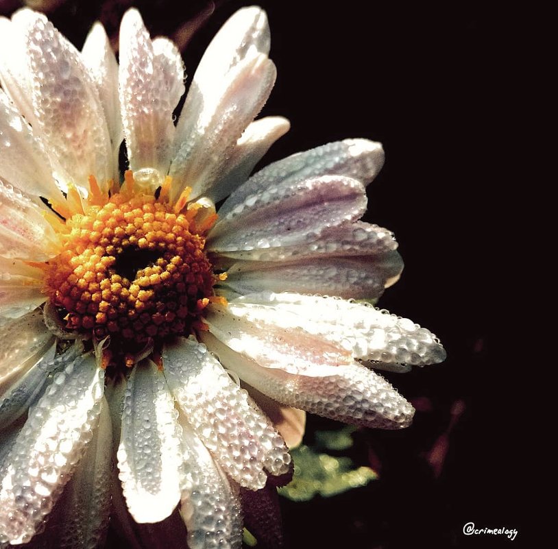 Портреты цветов... Хризантема... Portraits of flowers... Chrysanthemum... - Сергей Леонтьев