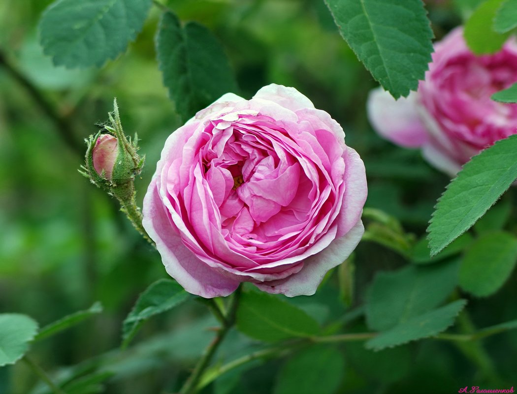 Одна роза может быть моим садом… Один друг — моим миром! - Андрей Заломленков