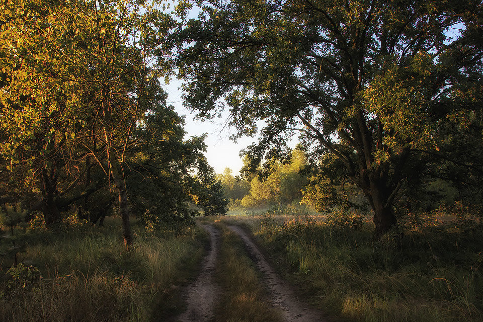 Утренняя прогулка по лесной дороге - Ирина Приходько
