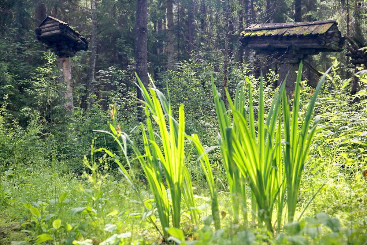 Находка в лесу - Владимир 