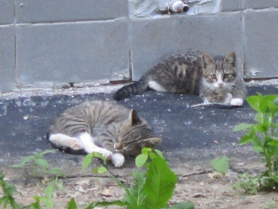 Два серых котёнка - Дмитрий Никитин