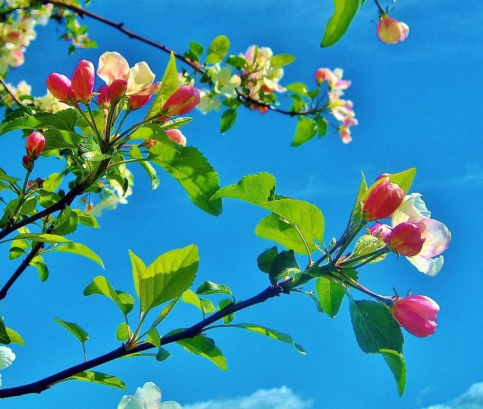 Ветка цветущей яблони - Leonid Tabakov