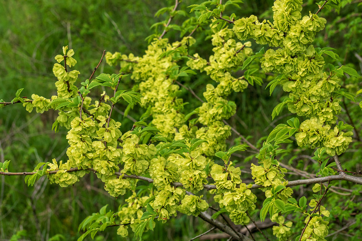 Карагач - Игорь Сикорский