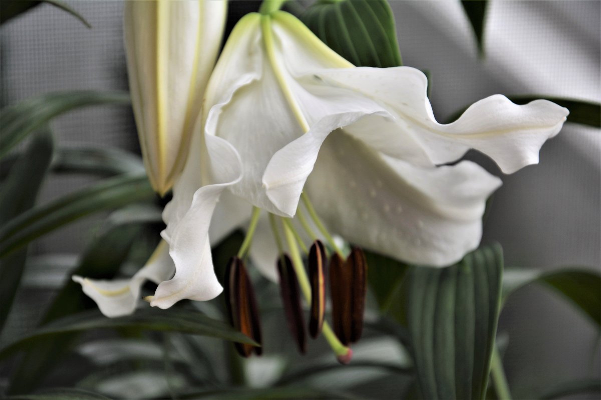 Белая лилия на балконе - Marina Pr. **