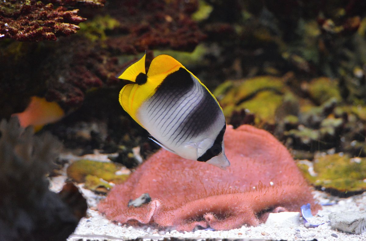Тихоокеанская двухседельная рыба-бабочка - Константин Анисимов