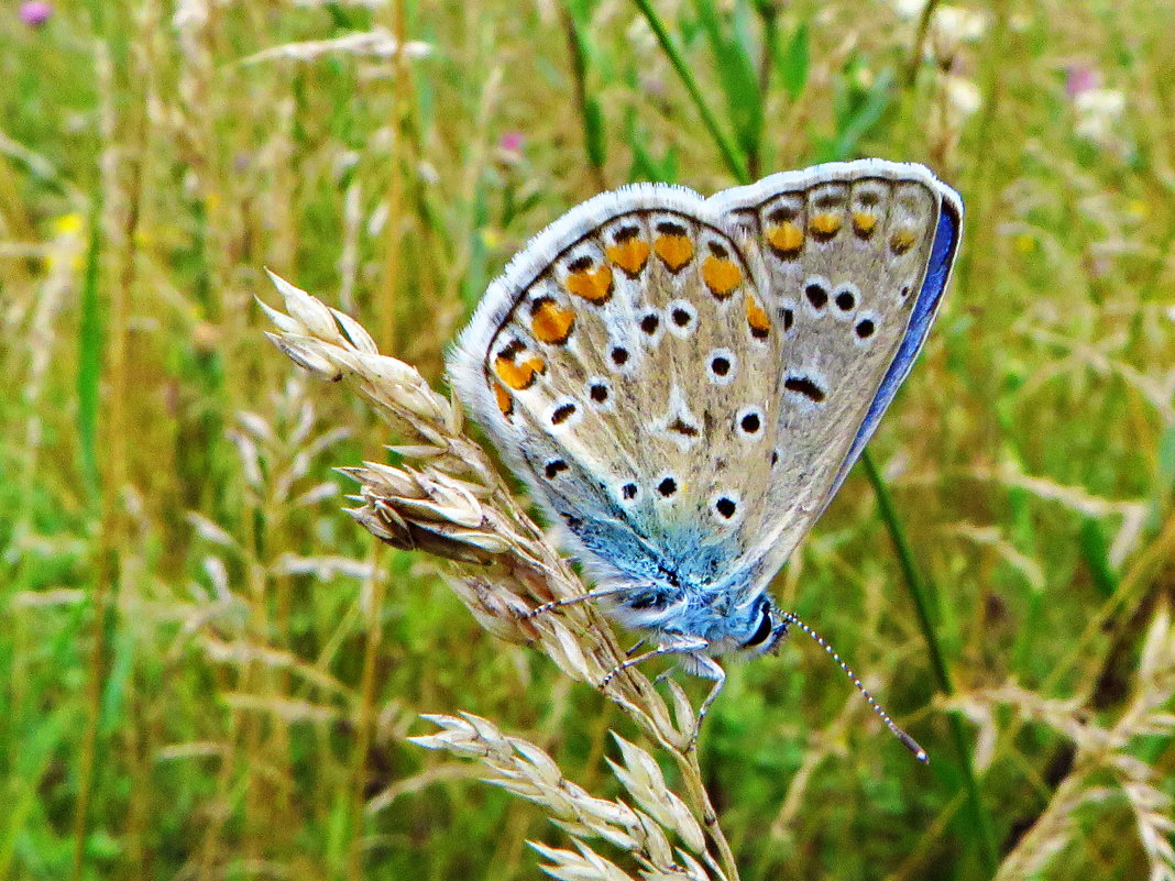 *Polyommatus icarus (Rottemburg, 1775) - Голубянка икар - vodonos241 