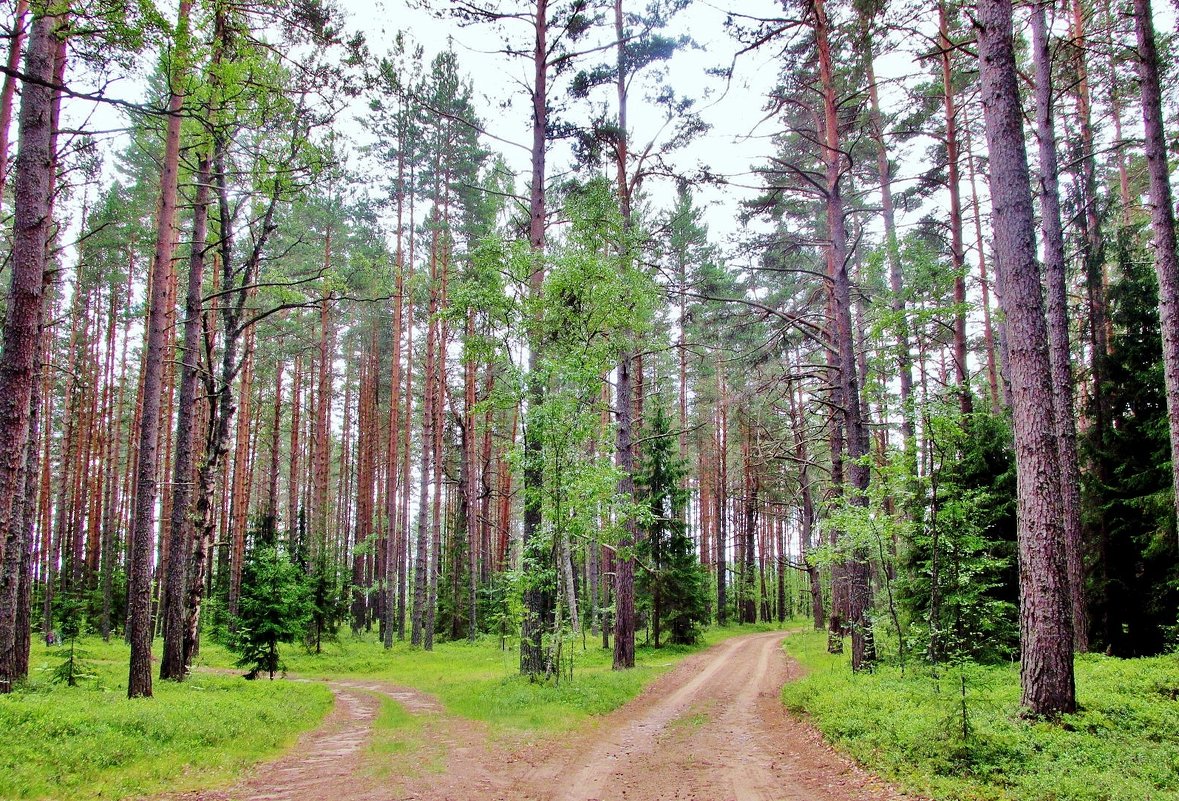Лесные дороги - Leonid Tabakov
