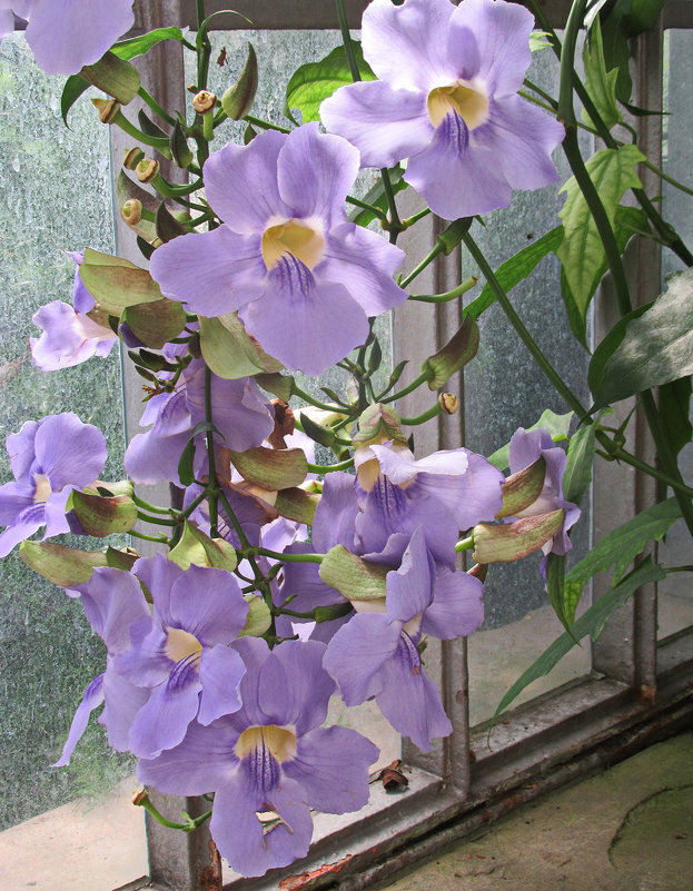 Тунбергия лавролистная (Thunbergia laurifolia) - Tamara *