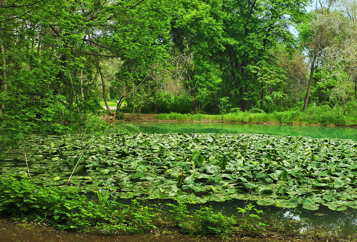 Кувшинковое озерцо в ботаническом  саду - Светлана 