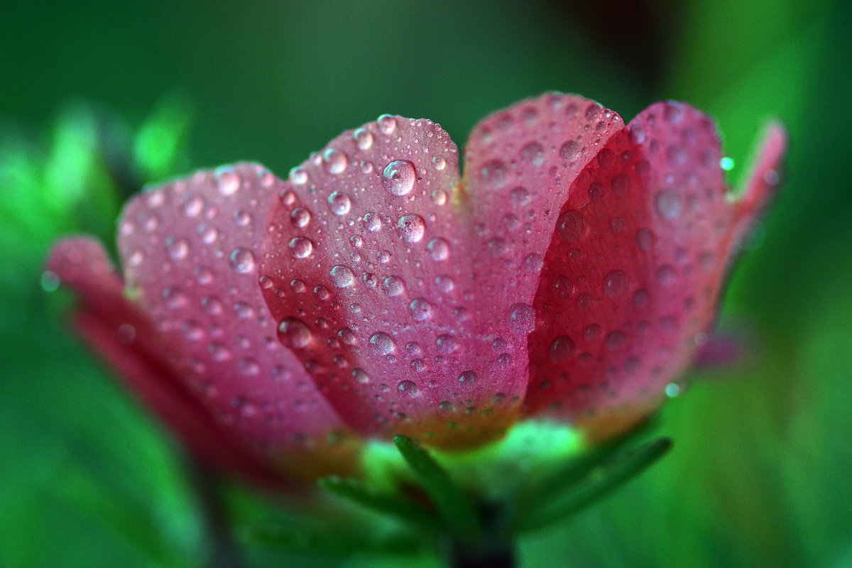 Purslane drops - Олег Шендерюк