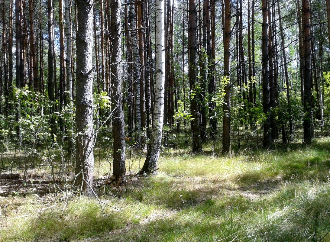 березвый лес - Владимир 