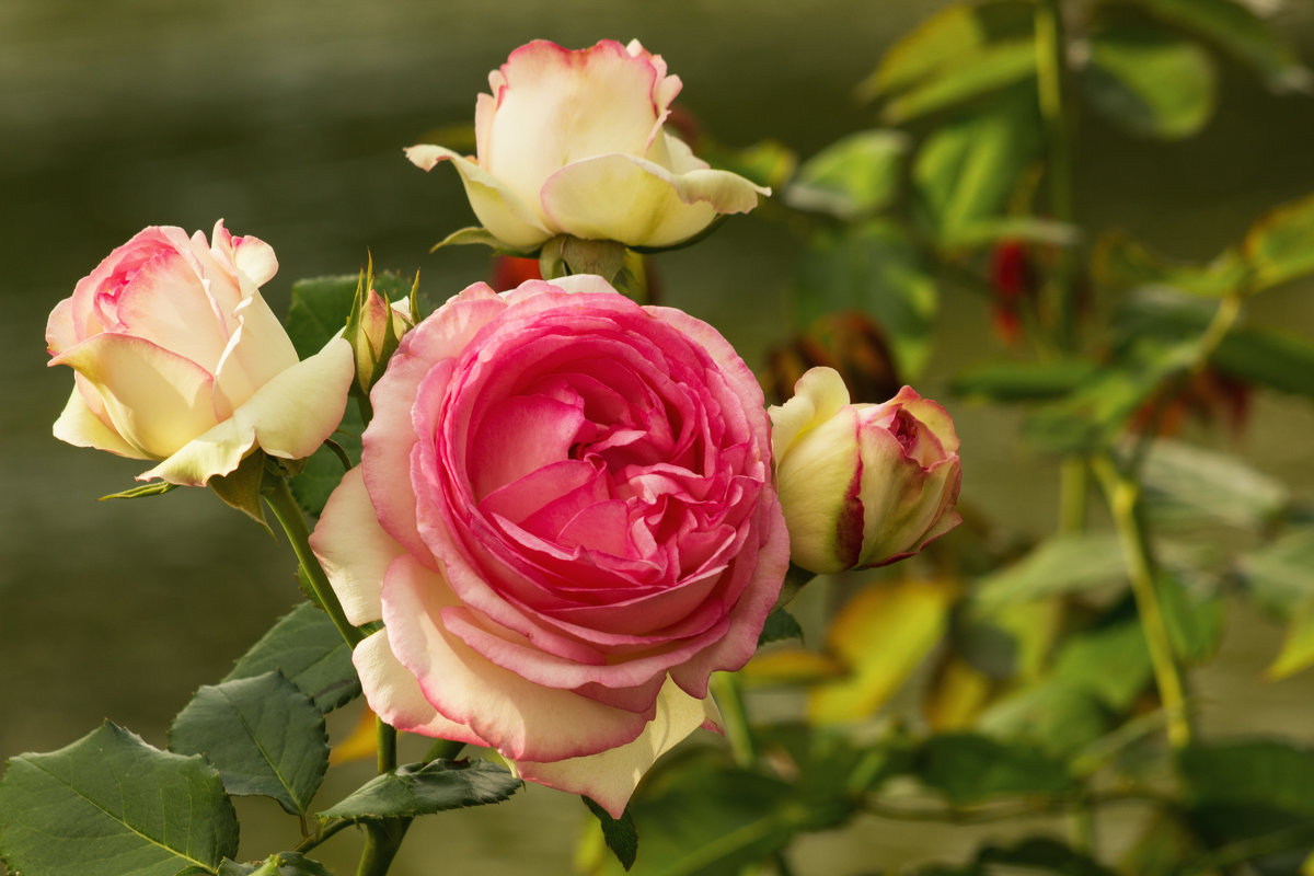 Двухцветная роза - Aнна Зарубина