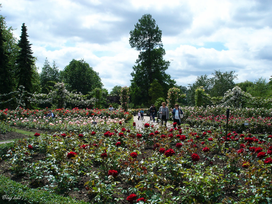 Первые лужайки в Саду роз королевы Марии - Тамара Бедай 