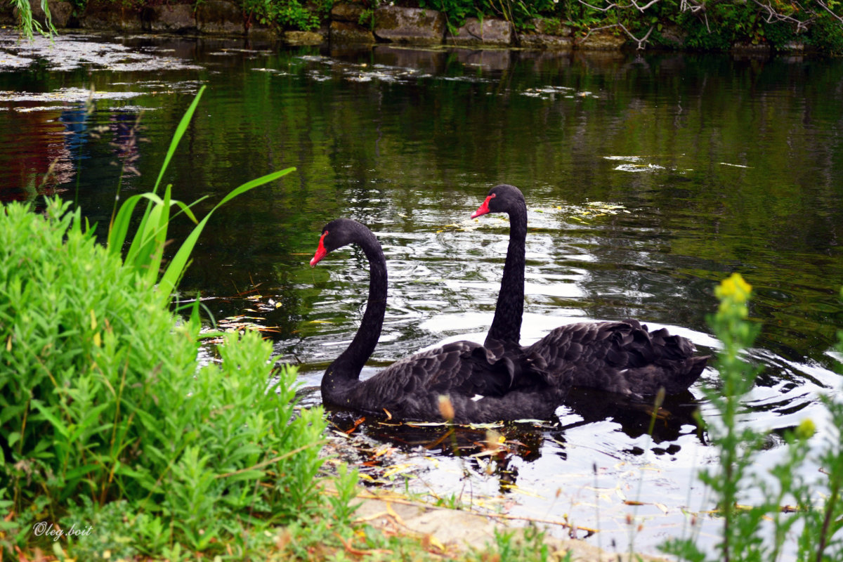 Лебеди на озере в Саду роз королевы Марии - Тамара Бедай 