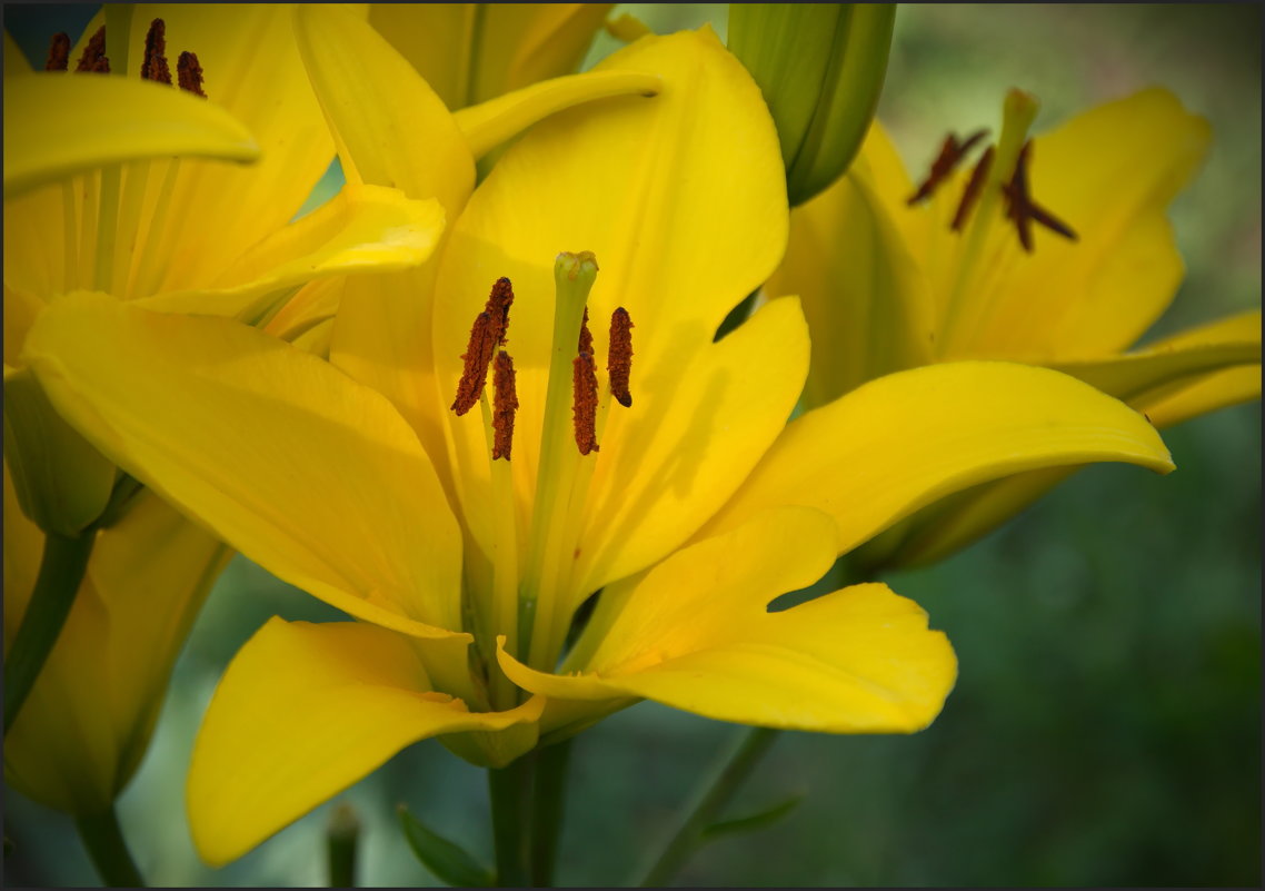 Желтые лилии - lady v.ekaterina