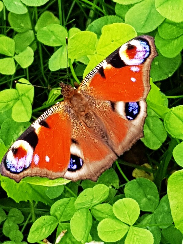 Бабочка Павлиний глаз в нашем саду - Генрих 