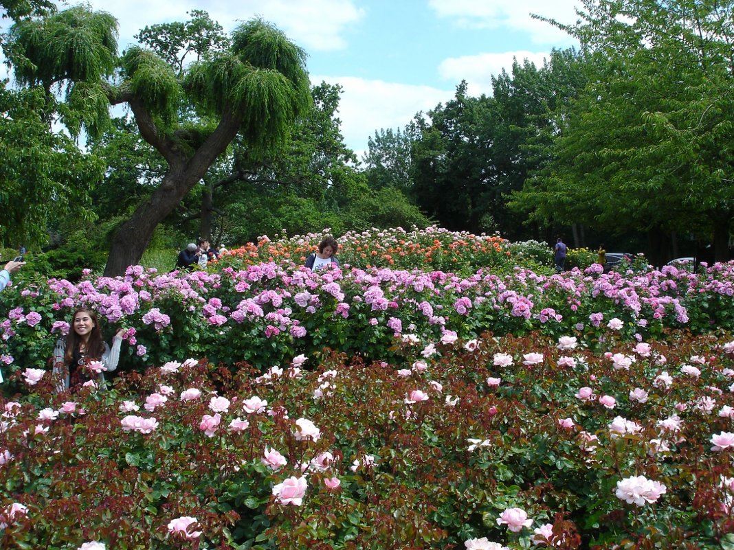В Саду роз королевы Марии в Лондоне - Тамара Бедай 
