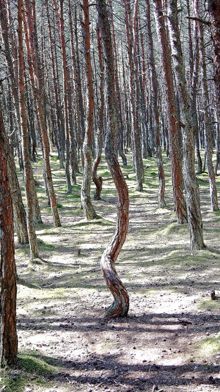 Танцующий лес - Леонид leo