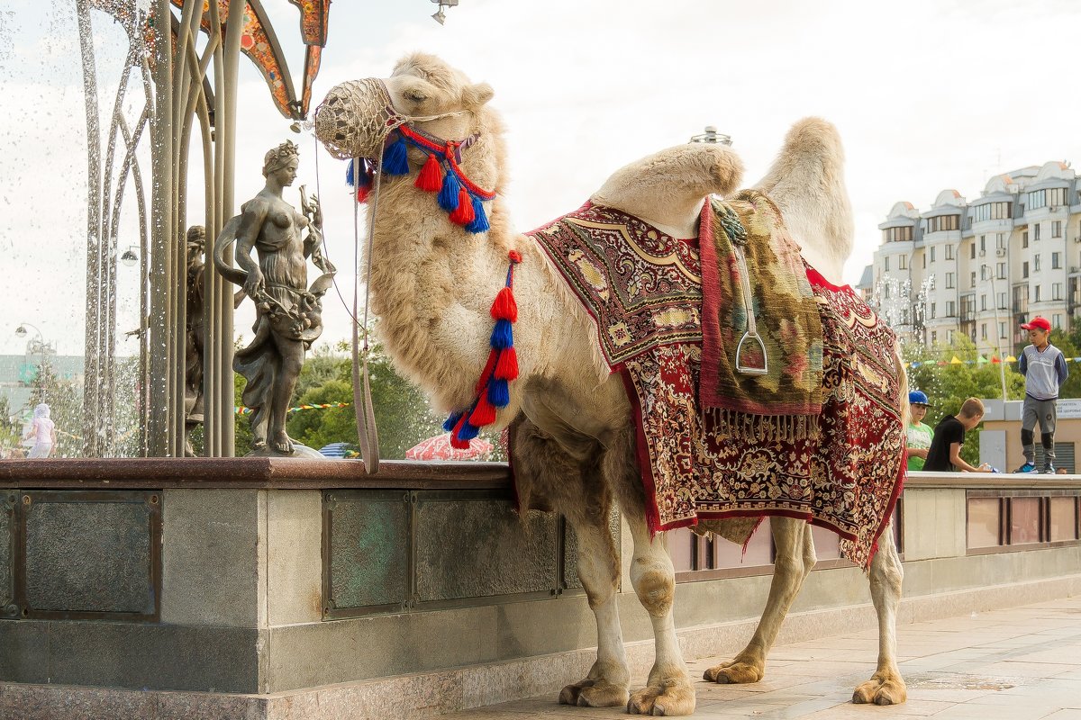 Корабль пустыни в центре города... - Дмитрий Сиялов