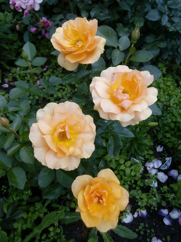 Роза "Amber Queen" флорибунда - alexeevairina .