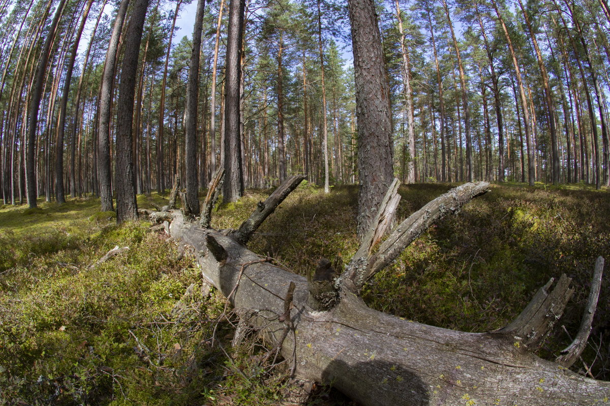 Лужский район Ленобласти - Serega  