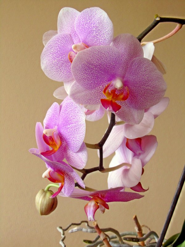 Красавица орхидея - Сергей Карачин