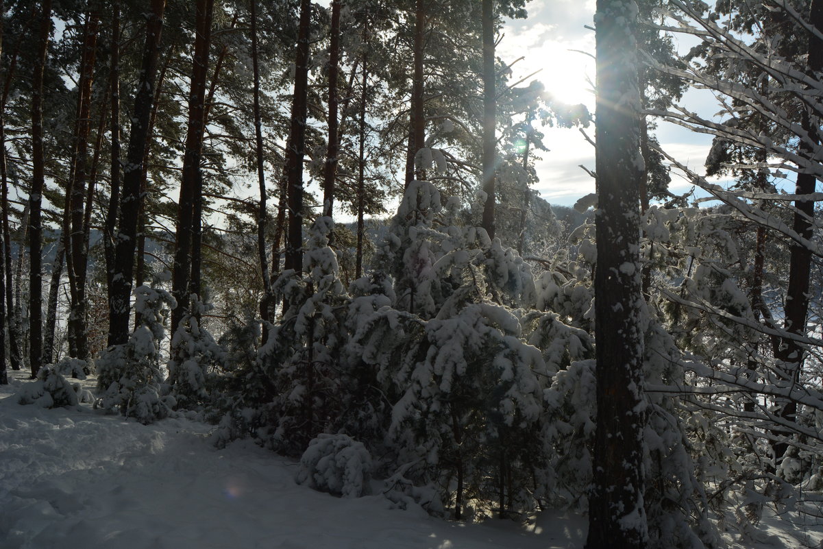 зимой в лесу - Татьяна Лаптева