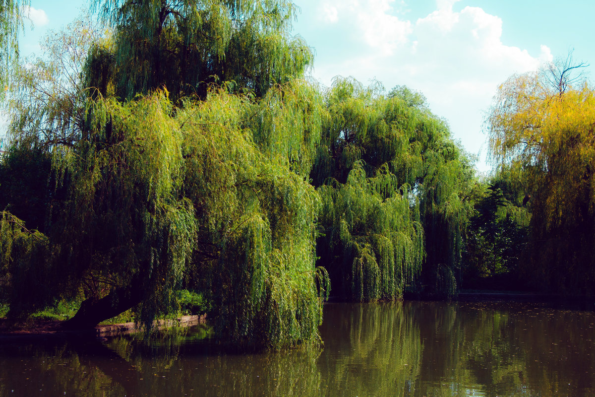 Ивы у Большого пруда в Городском саду Краснодара - Krasnodar Pictures