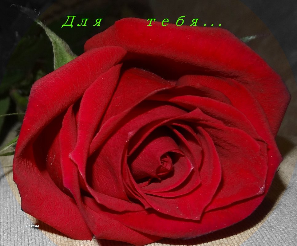 Красная роза" Для тебя" - Натала ***