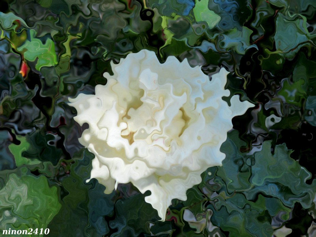 Фантазия на тему белой розы - Нина Бутко