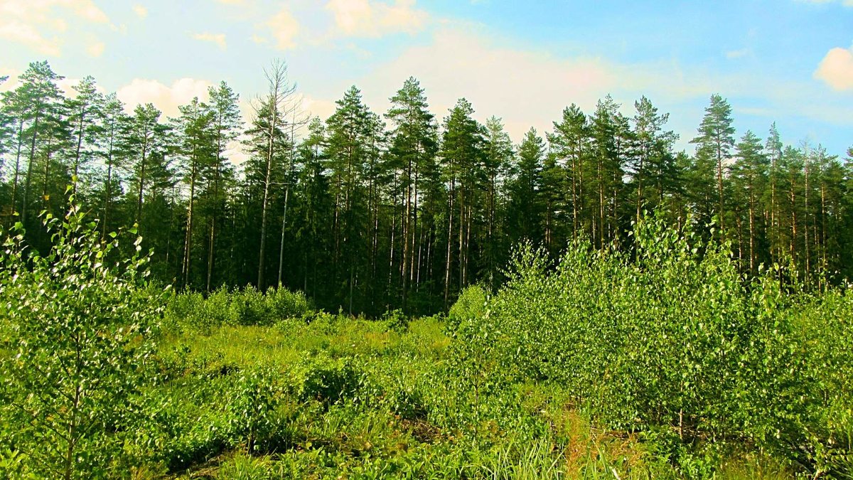 Лес в Лужках - Виталий Андрейчук