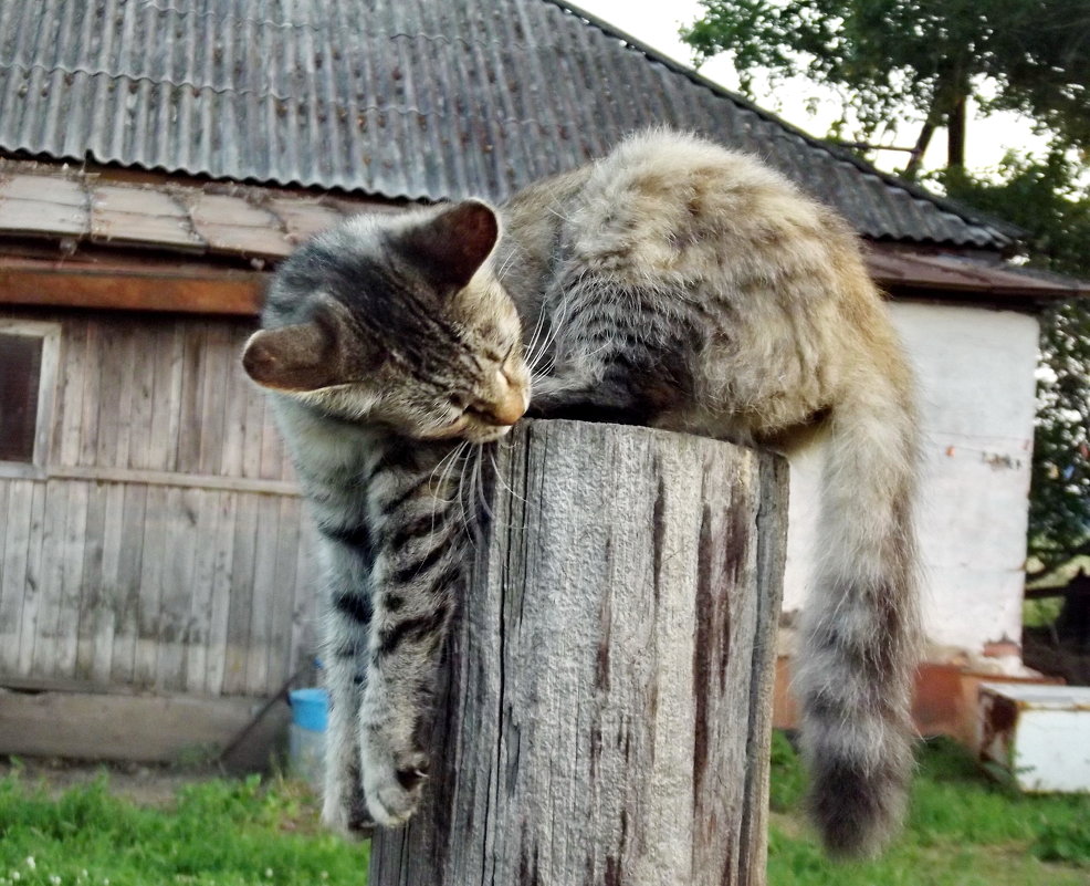 Коты на столбике 4 - Светлана Рябова-Шатунова