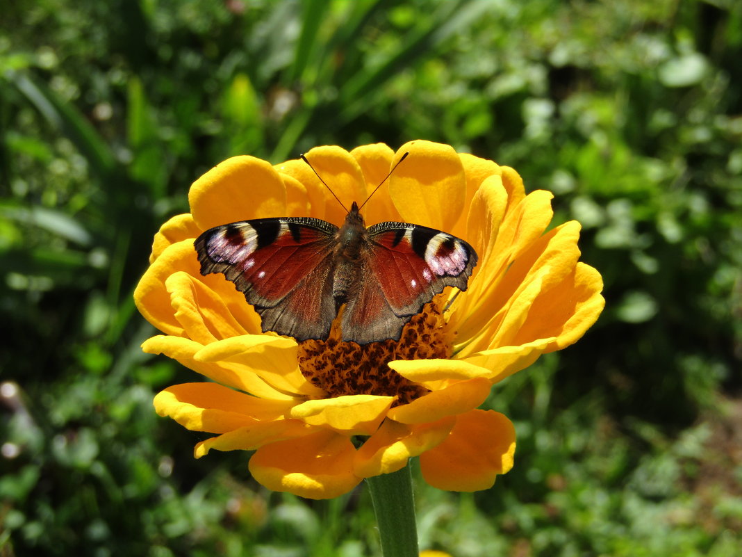 Бабочка, цветок и лето... - Vladimir Perminoff