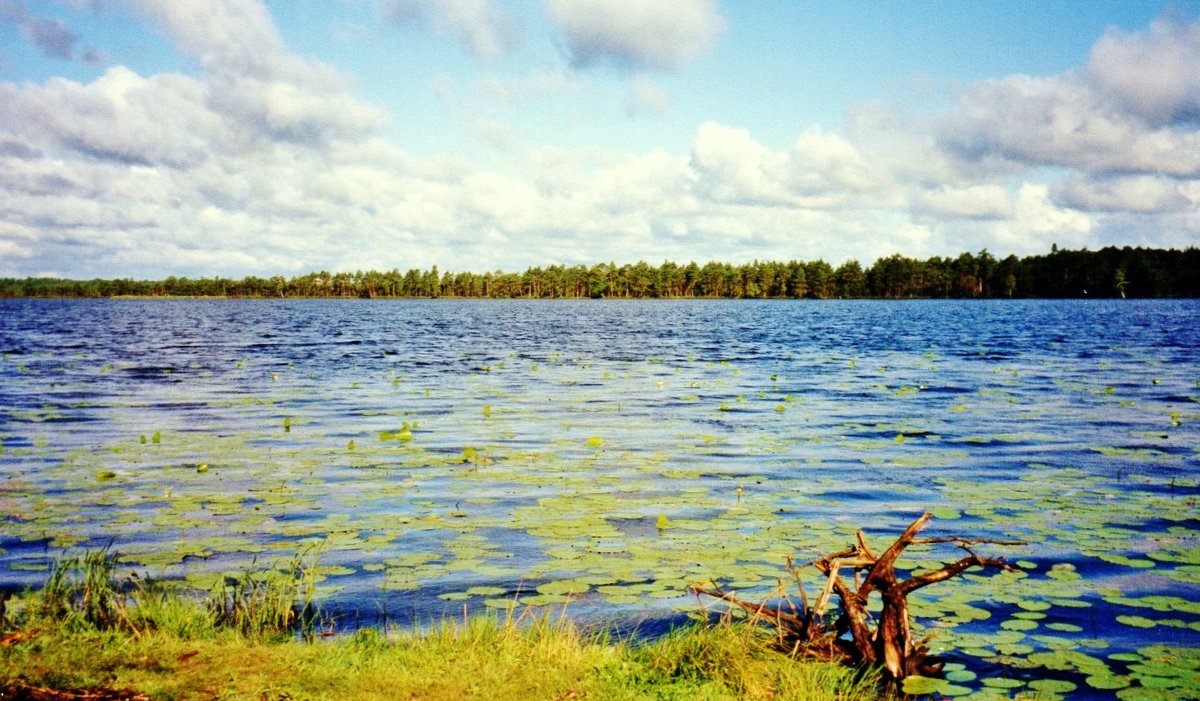 На озере - Leonid Tabakov