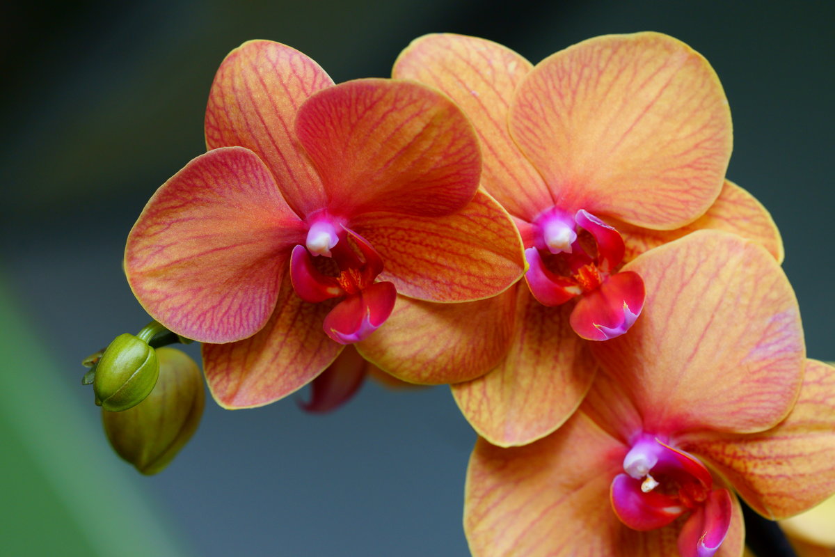 Орхидея - kvstu 