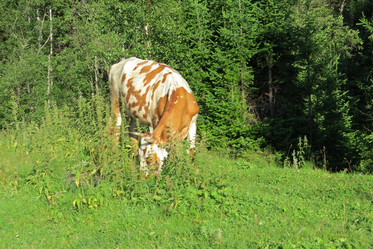 Корова в лесу - Вера Щукина