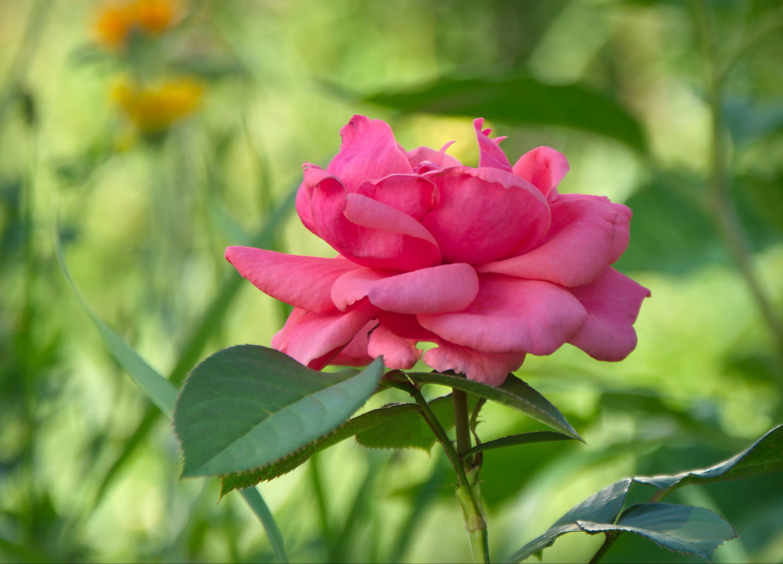 Роза в саду - lady v.ekaterina