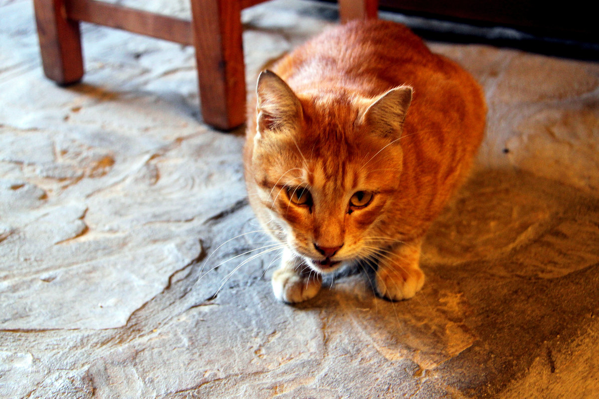 Кипрские коты - Елена Даньшина
