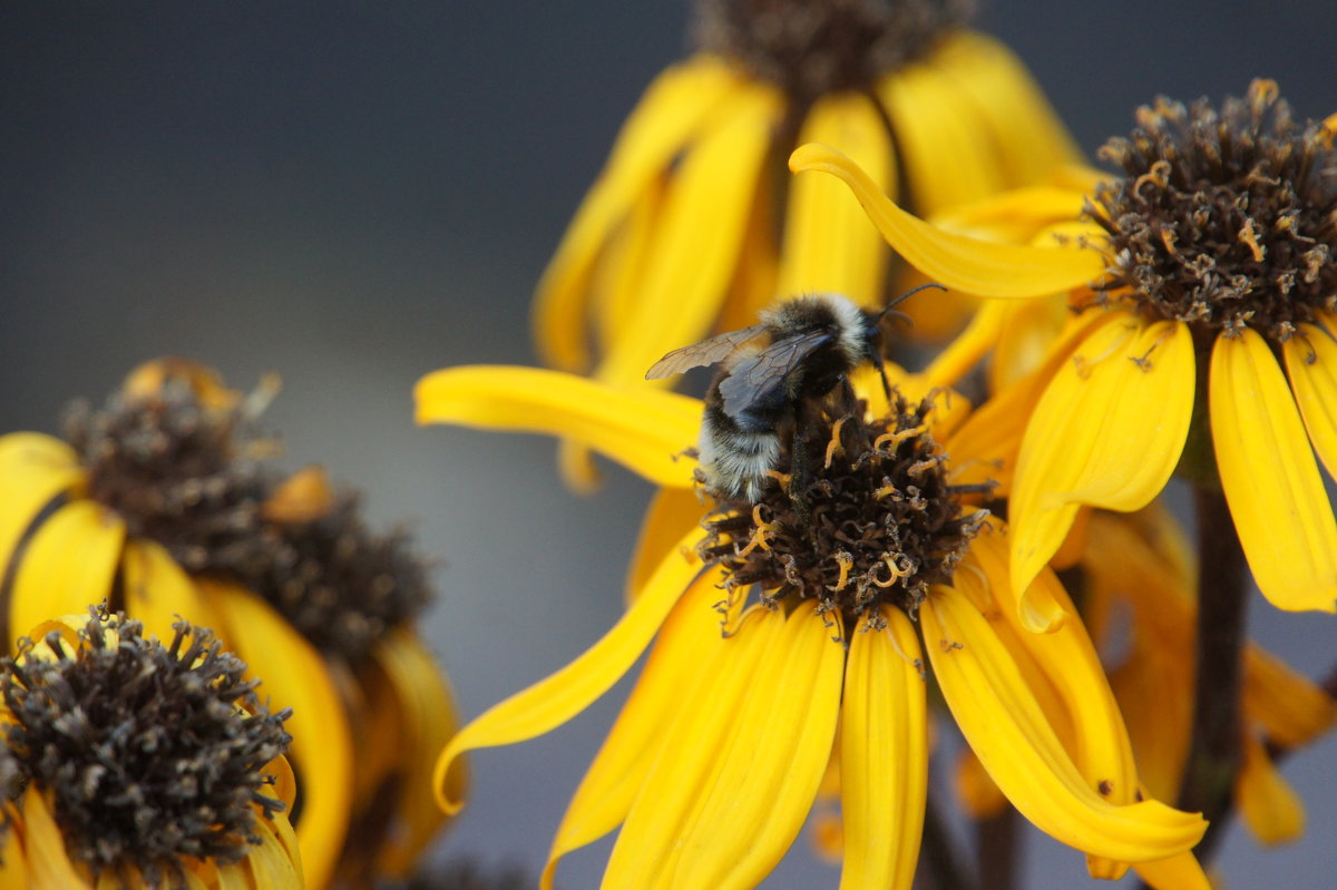 Пчелка - цветочек - Светлана Ященко