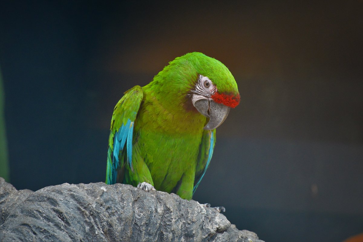 Попугай зелёный ара - Константин Анисимов