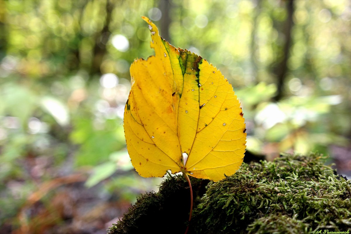 Осень с мордочкою лисьей обрывает крылья - листья.. - Андрей Заломленков
