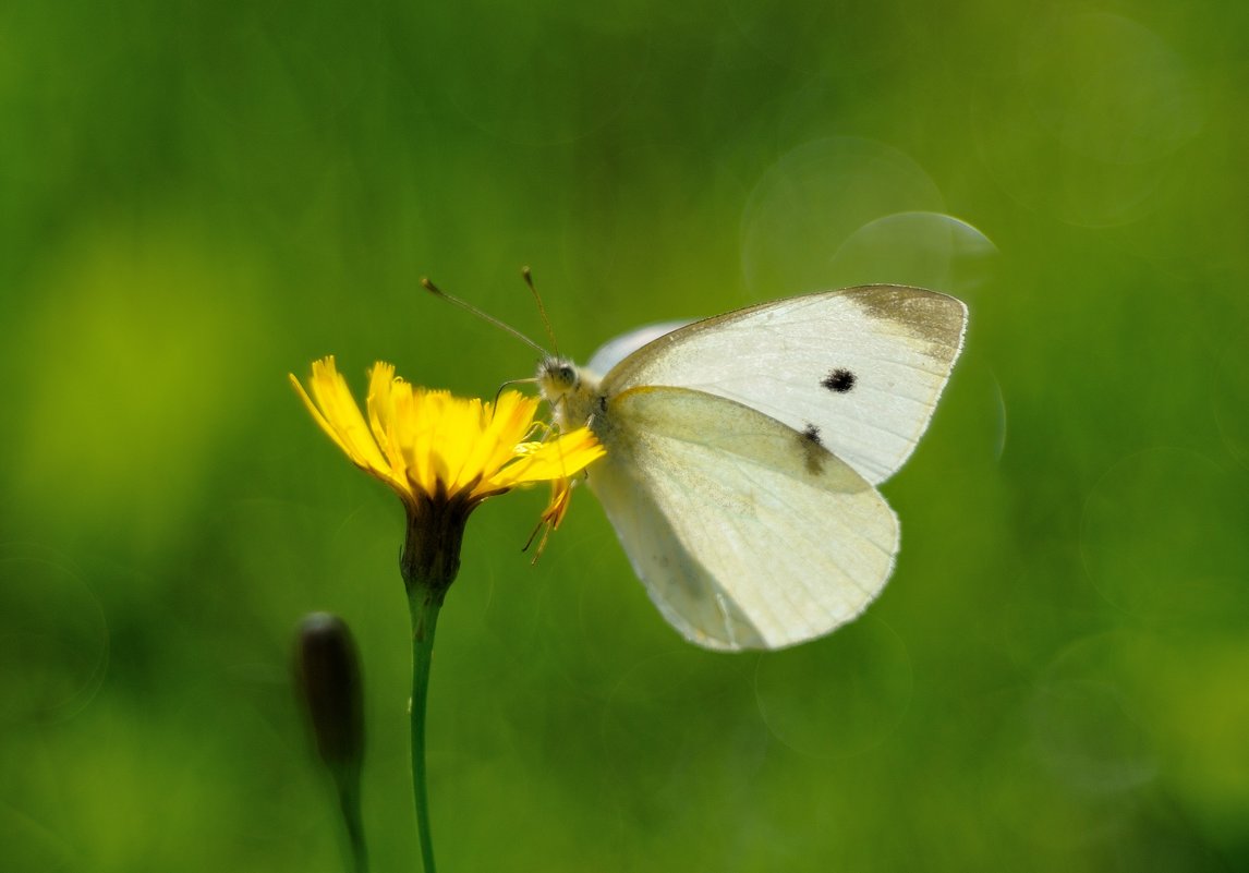 butterfly - Андрей Вестмит