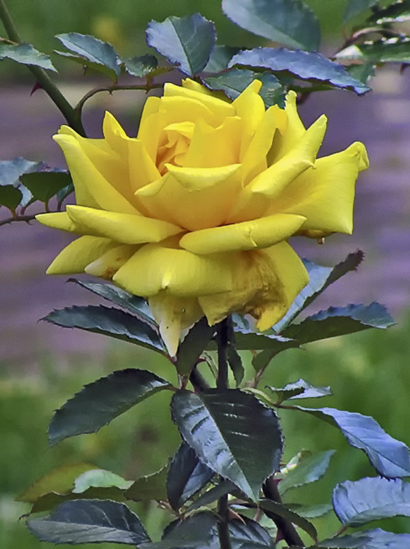 Роза с осенним окрасом - Nikolay Monahov