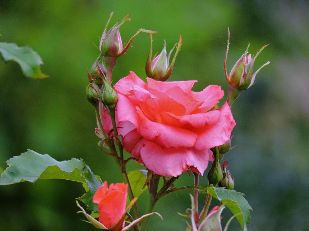 Розовая роза - Анастасия Баранова