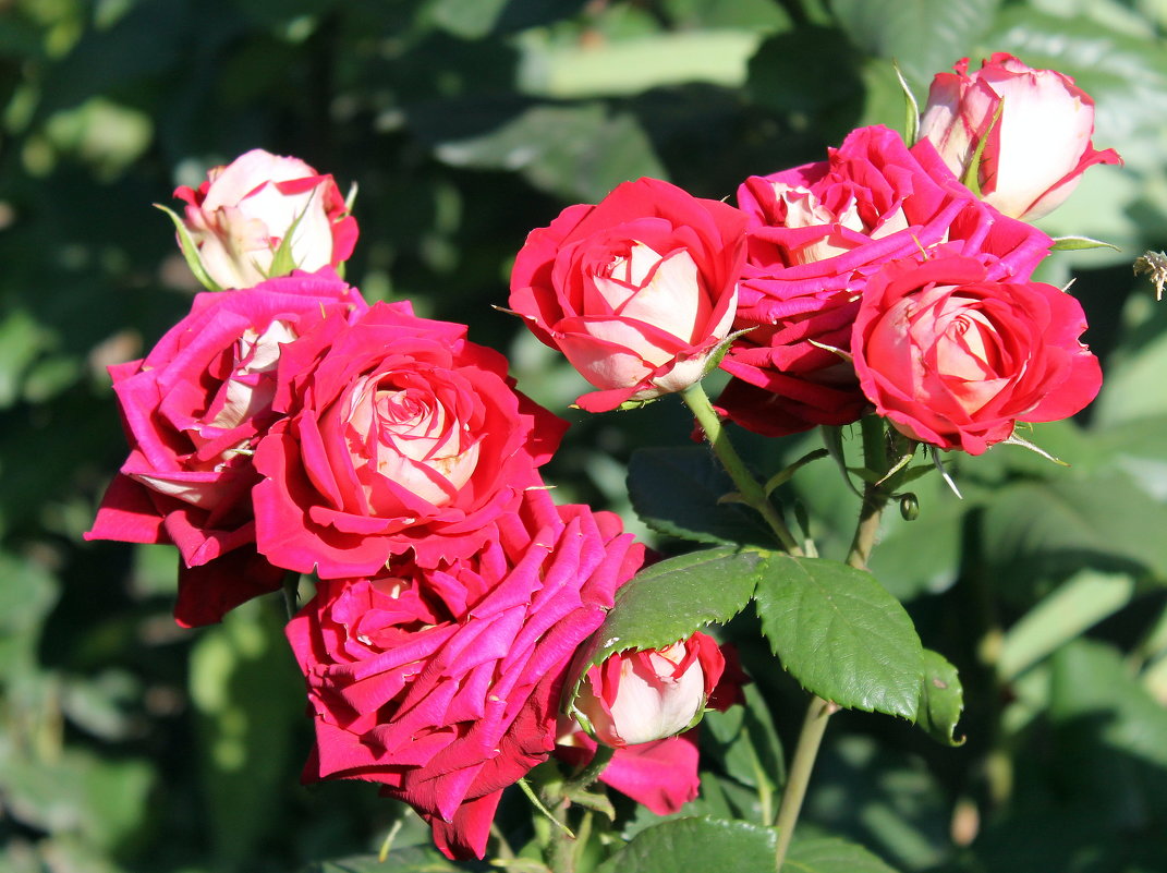 Как хороши, как све́жи были розы в моём саду! - Валентина ツ ღ✿ღ