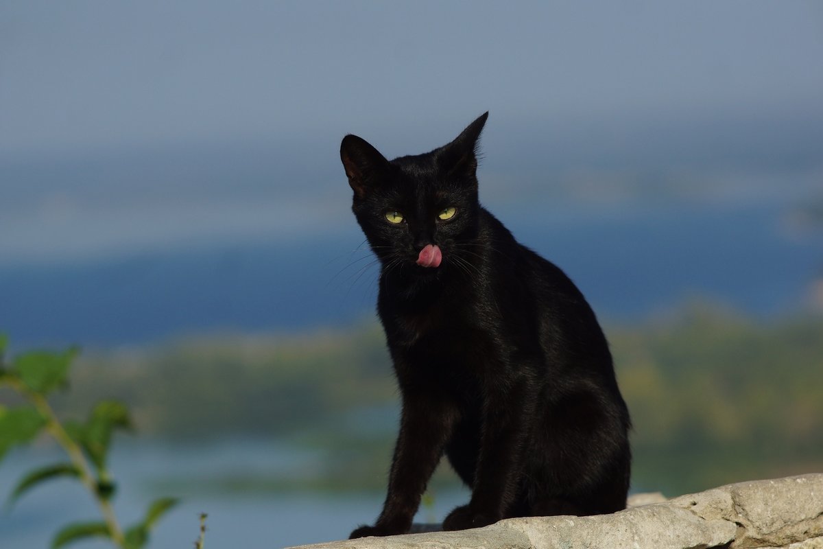 Черная кошка - Валерий 