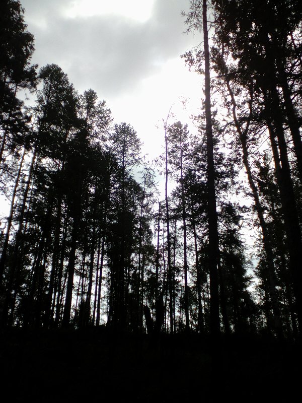 Тёмный лес - Елена Елена