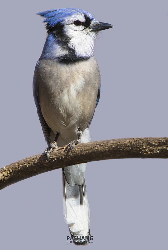 Blue jay - Pashang 