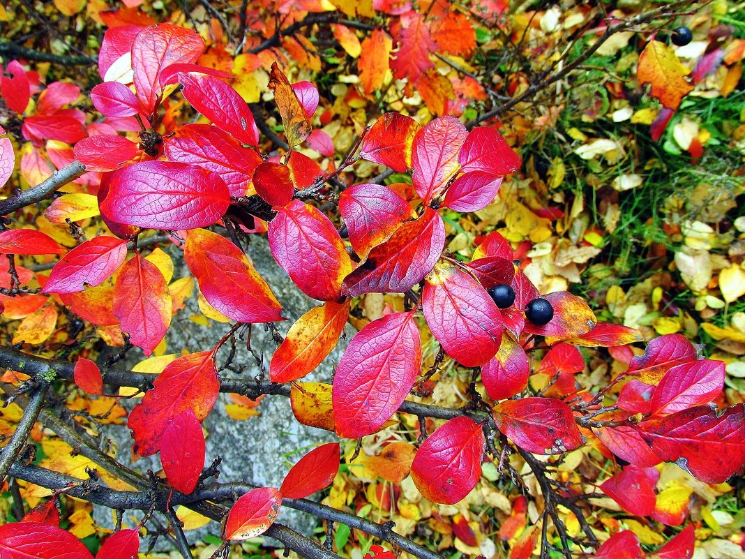 Осенняя листва - Leonid Tabakov